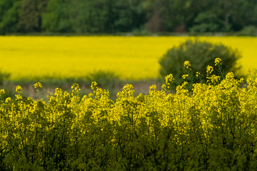 Yellow Rapeseed fields in spring near Gosforth Park Nature Reserve.