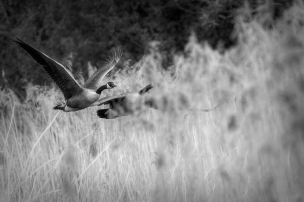 Canada geese flying over a reedbed in Gosforth Park Nature Reserve.