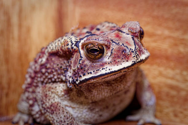 Macro frog, Asian common , Asian black-spined , Asian toad, black-spectacled , common Sunda and Javanese toad. High quality photo