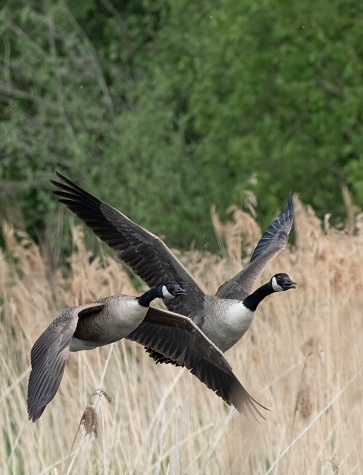 Canada geese flying over a reedbed in Gosforth Park Nature Reserve.