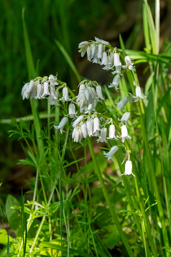 White bells in Gosforth Park Nature Reserve