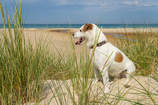Brown and white Jack Russell Terrier sitting in a dune and looking towards the water with oat grass in the foreground and a blurred beach in the background, horizontal