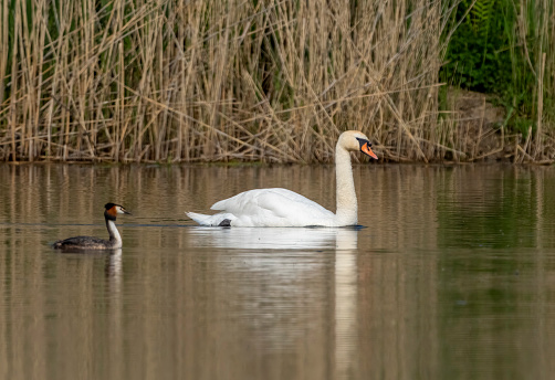 Swan and Great Crested Grebe near a reedbed in Gosforth Park Nature Reserve.