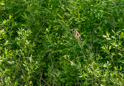 Goldfinch in a bush in Gosforth Park Nature Reserve.