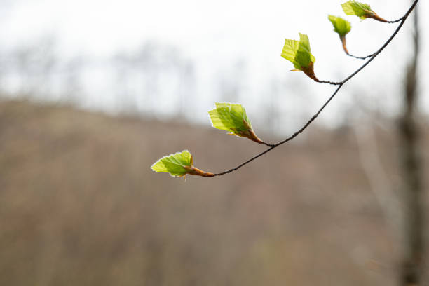 istock macro view of tiny green leaves, lit up by the sunlight, bloom from their buds on a little tree branch, in spring 1502953875