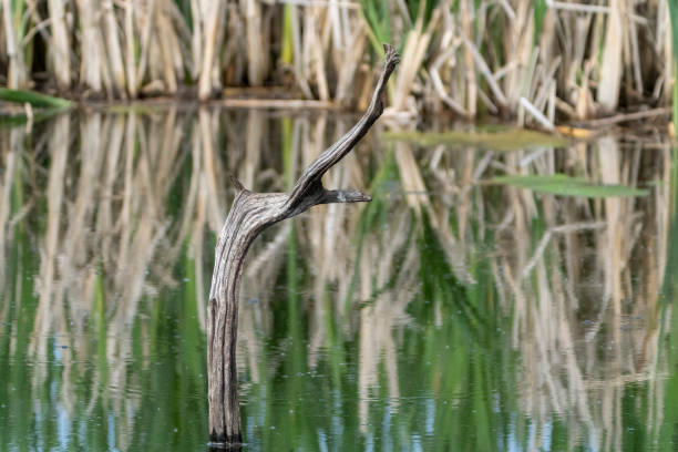 Perch in a lake at Gosforth Park Nature Reserve.