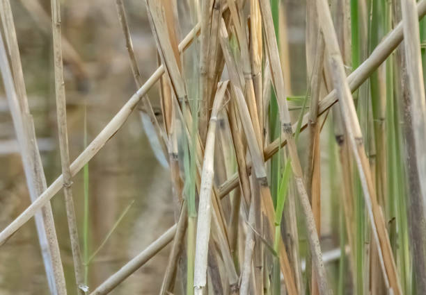 Reed warbler in a reedbed Reed warbler in a reedbed in Gosforth Park Nature Reserve. marsh warbler stock pictures, royalty-free photos & images