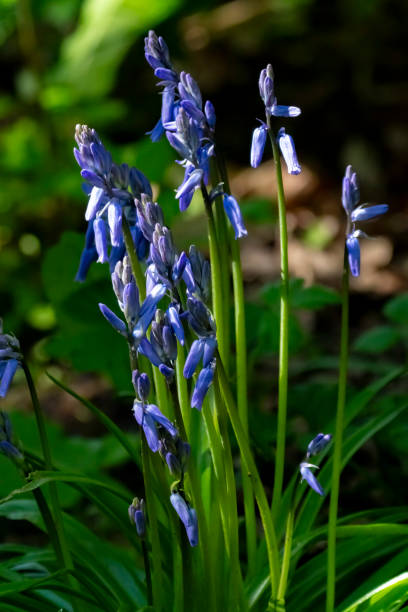 istock Bluebells in a nature reserve 1502954547