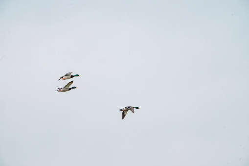 Mallards flying over Gosforth Park Nature Reserve
