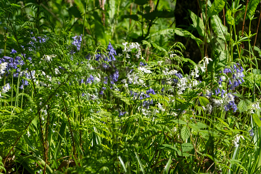 Bluebells and white bells in Gosforth Park Nature Reserve