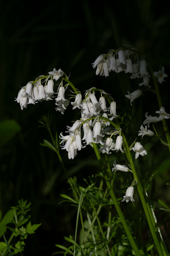 White bells in Gosforth Park Nature Reserve