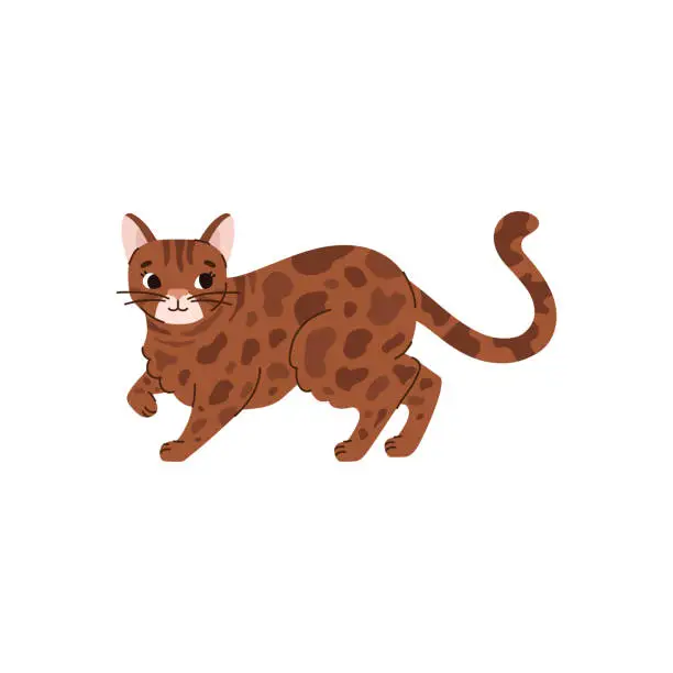 Vector illustration of Cute bengal cat walking, cartoon flat vector illustration isolated on white background. Cheerful animal drawing.