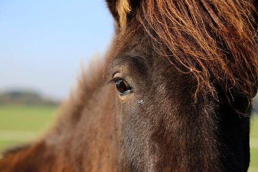 close up of a icelandic horse near the baltic sea