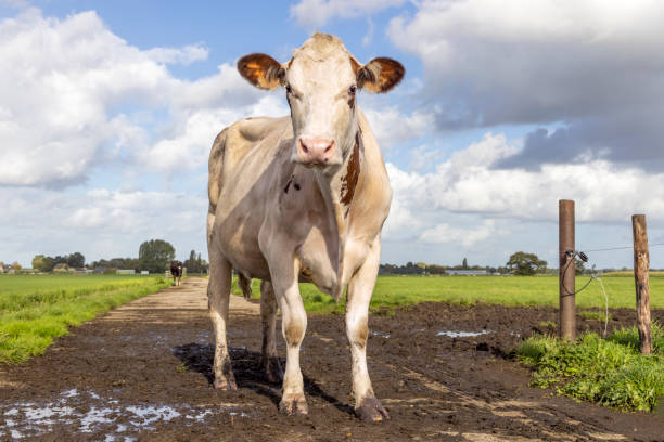 istock Sassy cow on a path, muddy road under a blue sky and a horizon 1502960512