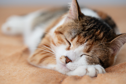 Portrait of little adorable tricolor kitten sleeping on sofa