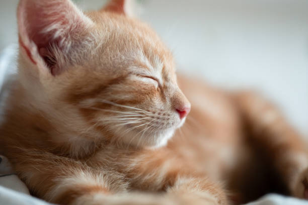 istock Portrait of little adorable red kitten sleeping 1502960691