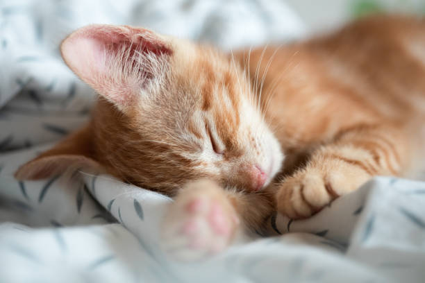 istock Portrait of little adorable red kitten sleeping 1502960701