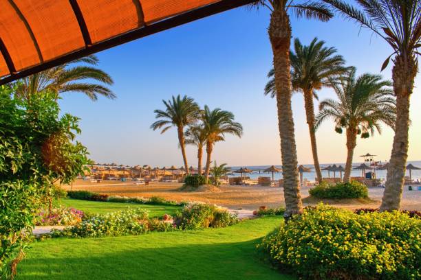 istock Idyllic beach with palms and sun umbrelas, Red Sea, Egypt 1502962338