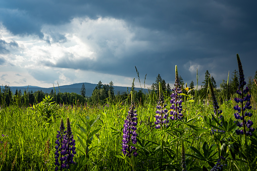 A view to mount Czerniec in Bystrzyckie Mountains, Poland. Agricultural field with blooming purple lupine flowers in foreground.