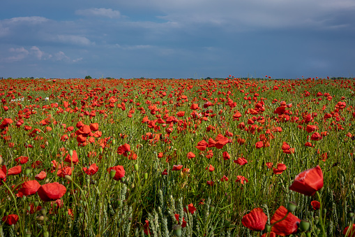 Beautiful red poppy flowers blooming in the field in Poland. Blue sky, summer day.