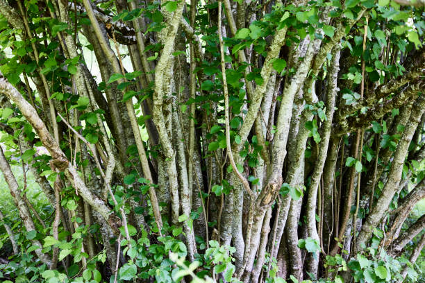 trunks. - planting tree poplar tree forest imagens e fotografias de stock