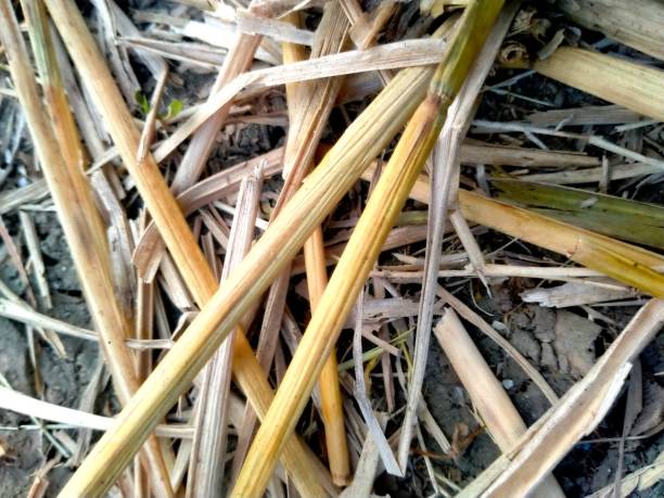 istock Dried bamboo leaves gathered together 1502963649