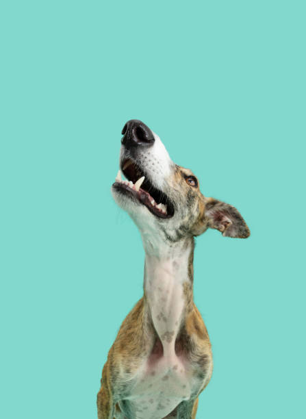 istock Portrait attentive and concentrage brindle greyhound dog looking up showing teeth. Isolated on blue background 1502964486