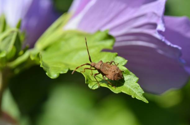 istock Closeup of a Dock bug perched atop of a green leaf with a blurry background 1502966817
