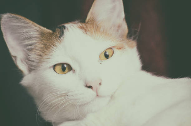 istock white cat on a fence 1502967315