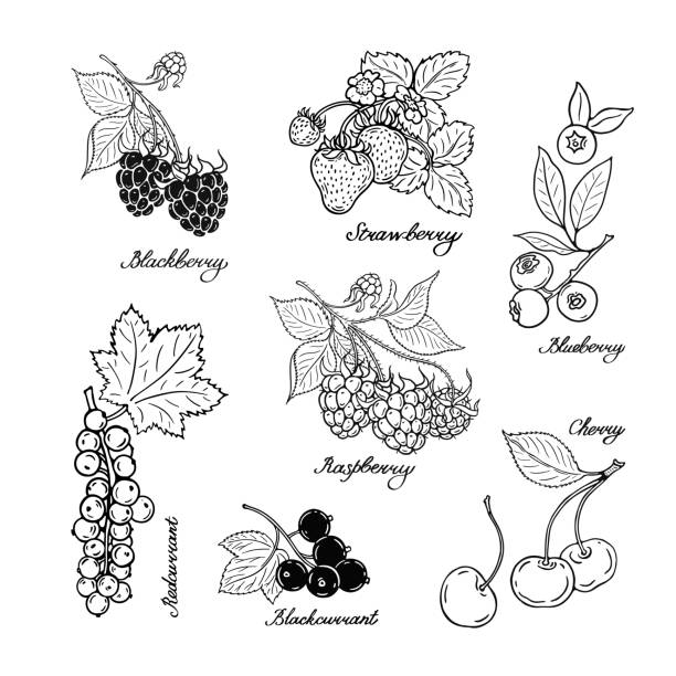 czerwona porzeczka, jagoda, wiśnia, jeżyna i truskawka. zestaw czarno-białych jagód. ilustracja wektorowa - berry fruit blueberry floral pattern strawberry stock illustrations