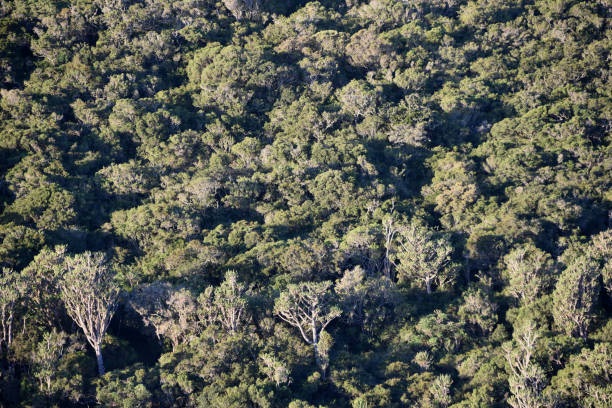 istock Africa- Large Format Full Frame Overview of Dense Wild Forest 1502969313