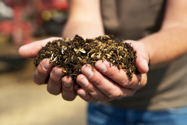 istock Two hands filled with soil and wood chips. Biomass for heating. 1502970301