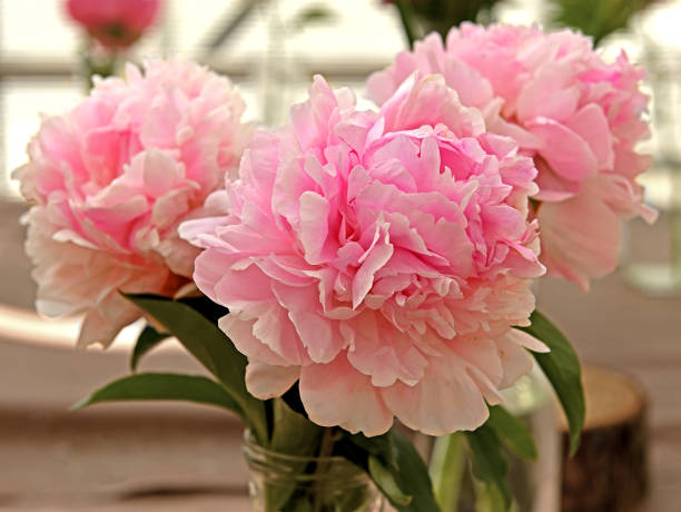 istock Lady Orchid Peony, slightly fragrant, soft lavender-pink, fully-double blooms 1502970798