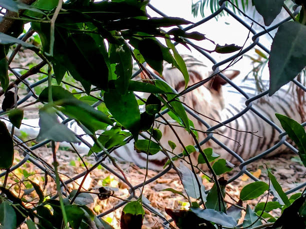 istock white tiger with cage in zoo in lucknow 1502971773