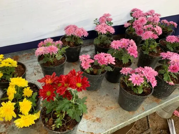 Photo of close up shot of different colorful flowers