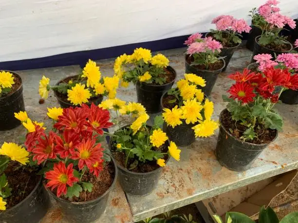 Photo of close up shot of different colorful flowers