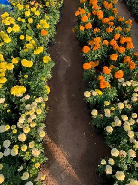 Photo of close up shot of different colorful flowers