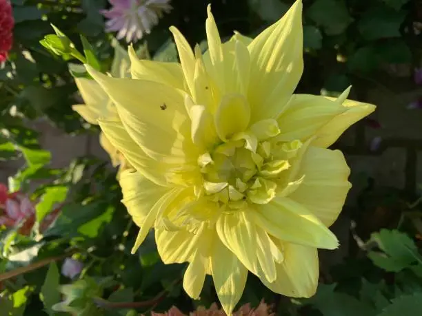 Photo of close up shot of different colorful flowers