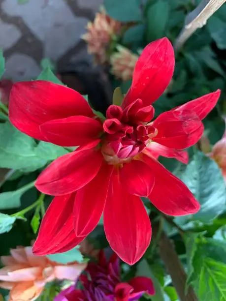 Photo of close up shot of different colorful flowers