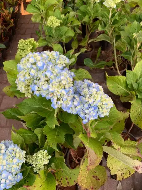 Photo of close up shot of different colorful flowers