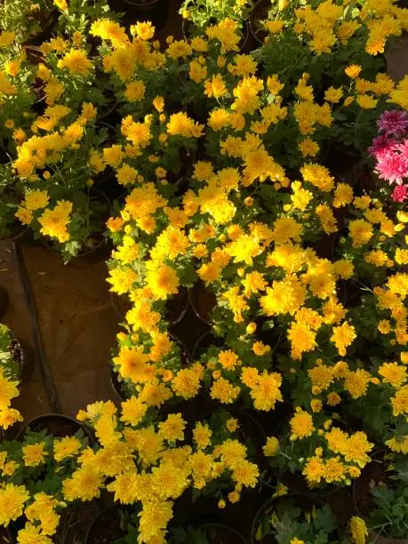 Photo of close up shot of different colorful flowers