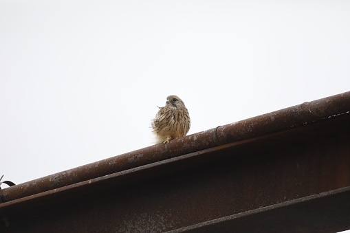 A young common kestrel perched on a building roof.