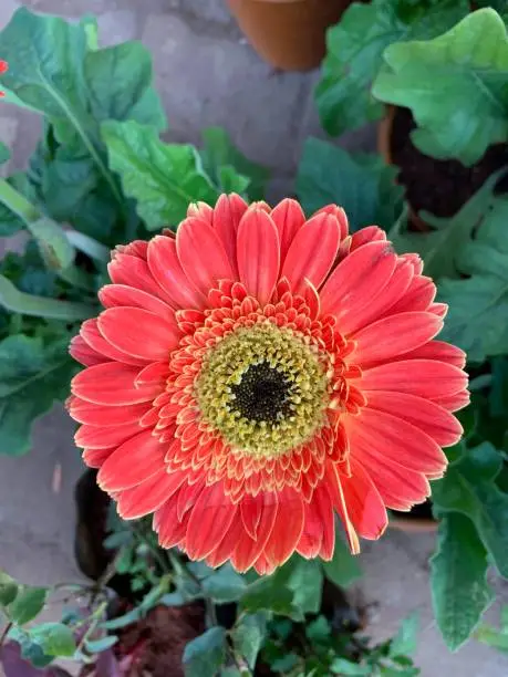 Photo of close up shot of different colorful flowers