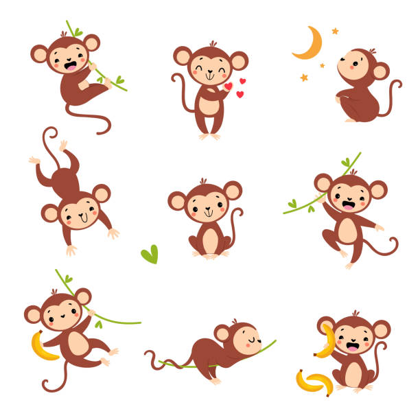 Cute Playful Monkey with Long Tail Hanging on Liana with Banana Vector Set Cute Playful Monkey with Long Tail Hanging on Liana with Banana Vector Set. Funny Brown Ape with Protruding Ears Engaged in Different Activity prehensile tail stock illustrations
