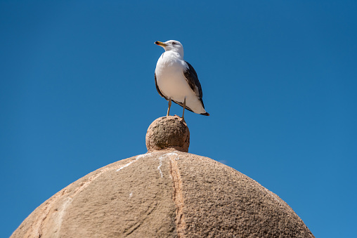 A sea gull sitting on the bastion of Essaouira, Morocco