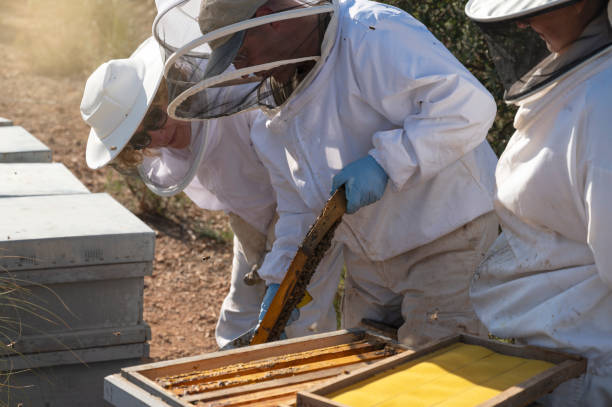 istock Beekeepers working in the hives 1502976740