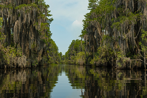 paisaje pantanoso en el Refugio Nacional de Vida Silvestre Okefenokee en Georgia photo