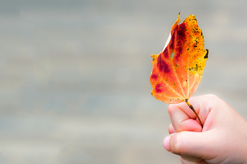 A young child's fist holds the stem of a weathered maple leaf showing the vein structure and autumn color.