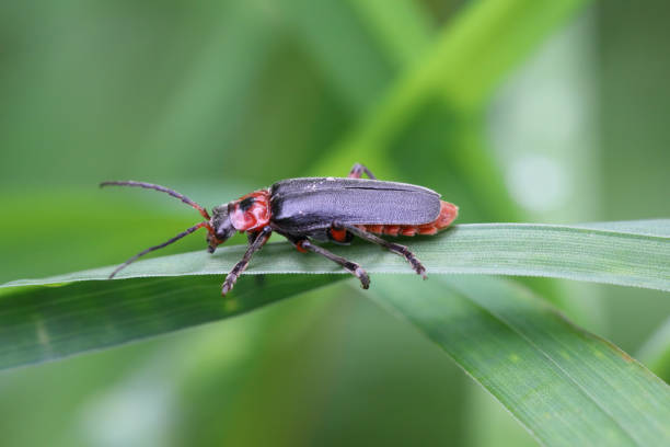 istock Soldier Beetle (Cantharis fusca). A common insect in the open environment. A useful predator (both larva and adult insect) in agricultural fields and gardens. 1502977556