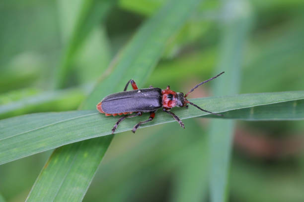 istock Soldier Beetle (Cantharis fusca). A common insect in the open environment. A useful predator (both larva and adult insect) in agricultural fields and gardens. 1502977557